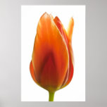 Tulip Plakate