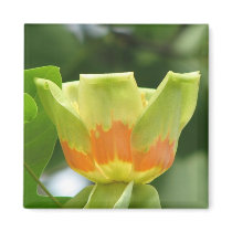 Tulip Poplar Bloom Fridge Magnet
