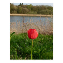 Tulip Post Cards