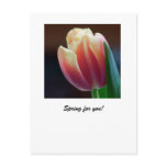 Tulip postcards