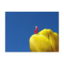 'Tulip' - Postcard