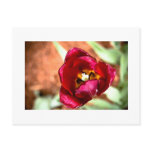 Tulip Post Cards