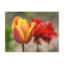 Tulip Post Card