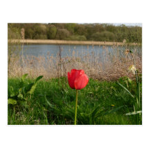 Tulip Postcard