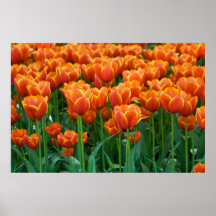 Tulip Poster