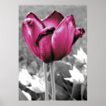 Tulip posters