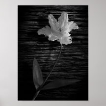 Tulip Print