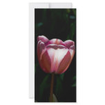 Tulip rack cards