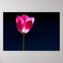 Tulip Solo Print