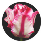 Tulip , stickers