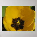Tulip Story 2 posters