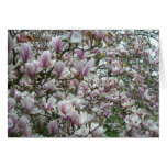 Tulip Tree Blooms Greeting Cards