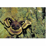Tulip-tree silk moth acrylic cut out