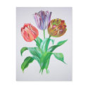 Tulip Trio postcards