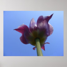 Tulip 'Worms eye view' ~ print