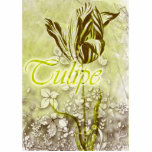 Tulipe