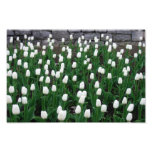 Tulips 10 Print Art Photo