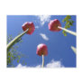Tulips 3  'Worms eye view' ~ postcard