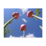 Tulips 3  'Worms eye view' ~ postcard