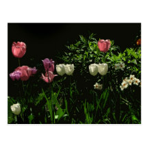 Tulips and Daffodils Postcard