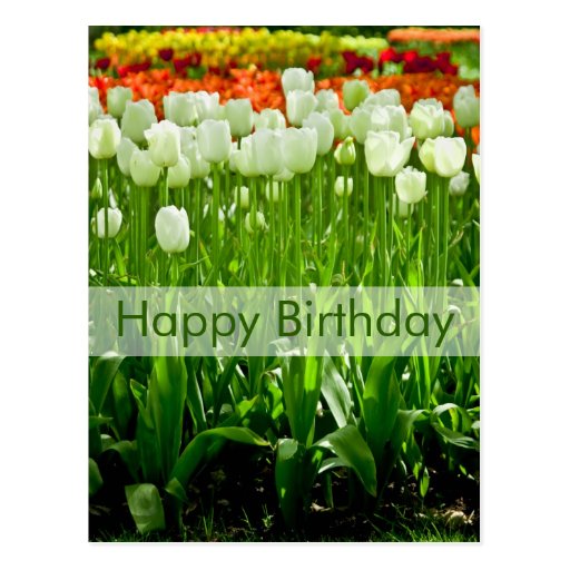 Tulips Birthday Postcard | Geburtstagskarte Tulpen