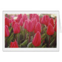 Tulips cards