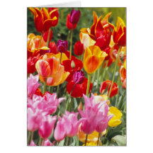 Tulips card