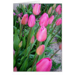 Tulips Cards
