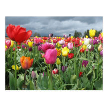 Tulips Field Postcard