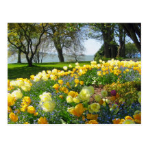 Tulips & Forget-me-nots Postcard