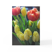 Tulips from Amsterdam Photo Greetings Card