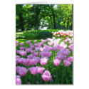 Tulips garden cards