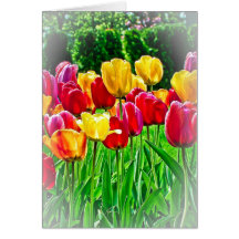 Tulips Greeting Card