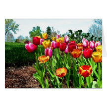 Tulips Greeting Card