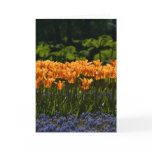 Tulips Greeting Card | Grusskarte Tulpen