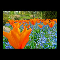 TULIPS IN GOLDERS HILL PARK posters