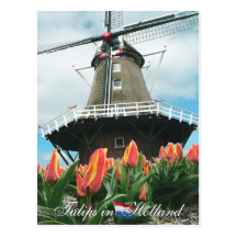 Tulips in Holland Postcard
