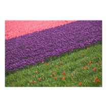 Tulips in Keukenhof Gardens, Amsterdam, 2