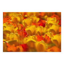 Tulips in Keukenhof Gardens, Amsterdam,