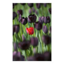 Tulips in Keukenhof Gardens, Amsterdam,