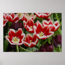 Tulips in March Print