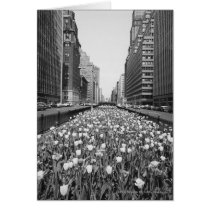 Tulips in middle of city street cards