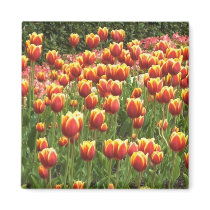 tulips magnet
