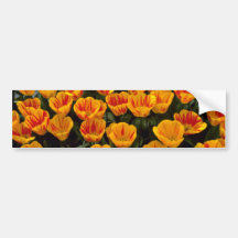 Tulips, Olympic Flame, Keukenhof Gardens, Netherla Bumper Sticker
