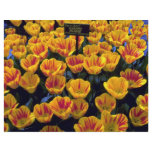 Tulips, Olympic Flame, Keukenhof Gardens, Netherla Full Color Flyer