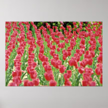 Tulips Pink flowers Poster