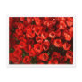 Tulips Postcards