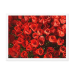 Tulips postcards