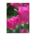 Tulips Postcard