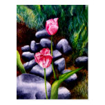 Tulips Postcards